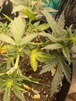 IMG_2182.jpeg