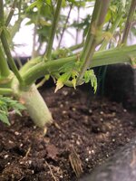 IMG_7187.jpeg