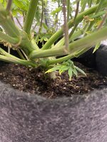 IMG_7186.jpeg