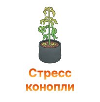 problemy konopli-100.jpg