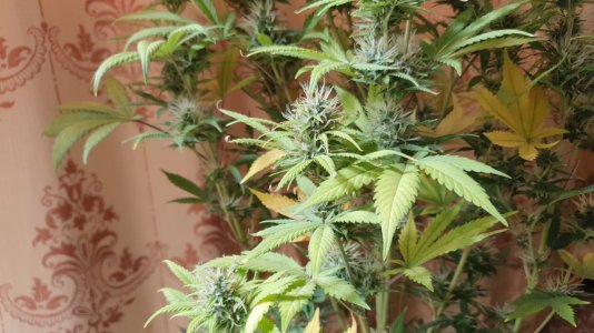 IMG_20220519_184013_498.jpg
