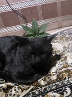 IMG_0685.jpeg