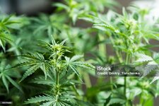 istockphoto-904714682-1024x1024.jpg