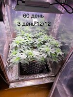 IMG_1346.jpeg