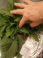 IMG_20251102_201144.jpg
