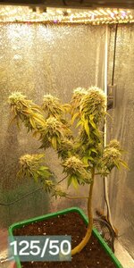 IMG-20251117-WA0001.jpg