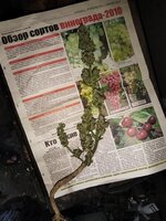 IMG_20251102_165955.jpg