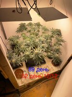 IMG_1741.jpeg