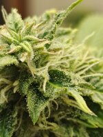 IMG_20251128_195617_701.jpg