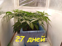 27 дн (2).jpg