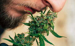 chto-takoe-terpeny__t4f5ZI5kX14iW8yC.jpg