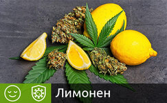 limonen__UvdfCNx4p7Z1bUIi.jpg