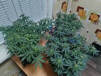 IMG_20251208_181408.jpg