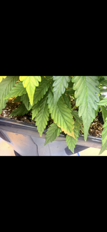IMG_3359.png