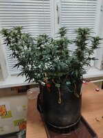 IMG_20251219_184331.jpg