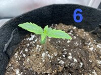 IMG_1949.jpeg