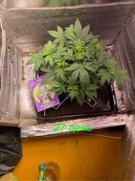 IMG_2089.jpeg