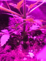 IMG_20251223_170841.jpg
