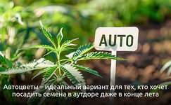 Kogda-dopustimo-vysazhivat-avtocvety-v-otkrytyj-grunt__B3zSS7xUDV0ItuGm.jpg