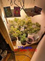 IMG_2179.jpeg