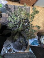 IMG_2181.jpeg