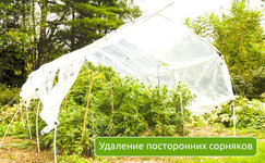 udalenie-postoronnih-sornyakov__xa5R5HhmmQhcTj8A.jpg udalenie-postoronnih-sornyakov__xa5R5HhmmQhcTj8A.jpg