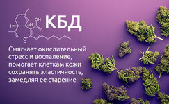 Kannabidiol__bogbxIPMV3Jkd14q.jpg