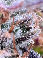 IMG_6768.HEIC.jpg