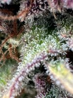 IMG_6780.HEIC.jpg