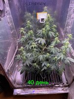 IMG_2285.jpeg