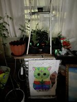 IMG_2596.jpeg