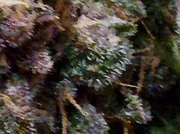 IMG_20260123_192734.jpg