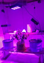 20260129_060236.jpg 20260129_060236.jpg
