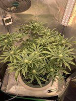 IMG_9737.jpeg