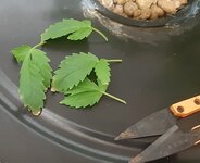 20250706_065945.jpg 20250706_065945.jpg
