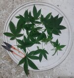 20250720_204444.jpg 20250720_204444.jpg