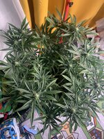 IMG_9782.jpeg