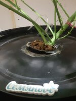 20260205_072750.jpg 20260205_072750.jpg