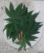 20250810_080316.jpg 20250810_080316.jpg
