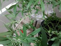 20260207_073347.jpg 20260207_073347.jpg