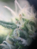 IMG_9833.jpeg