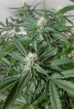 20260208_071029.jpg