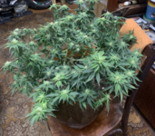IMG_7129.png