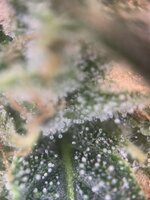 IMG_0036.jpeg
