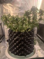 IMG_0105.jpeg