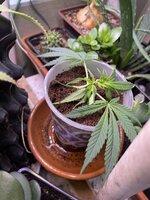 IMG_3243.jpeg