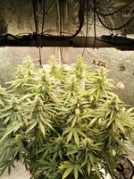 IMG_20260309_172010.jpg