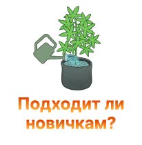 podhodit li novichkam-100.jpg