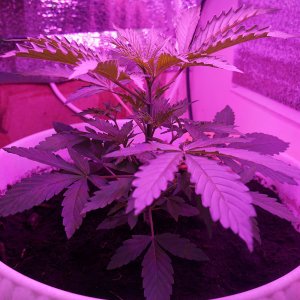 DSC07696 (2).JPG