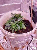 IMG_20250511_231349.jpg